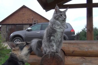 МЕДАР Amorecoon котик мейн-кун СВОБОДЕН!