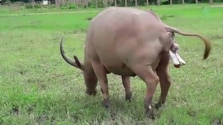 Newborn white water buffalo - ElephantNews