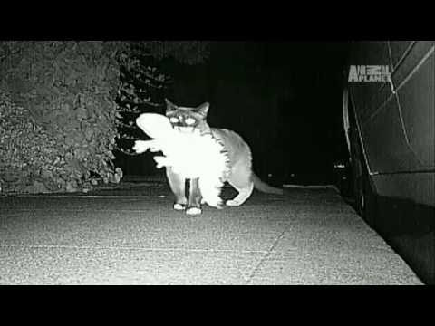 Кот клептоман, kitty clepto