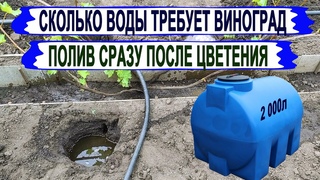 🍇 Как ПОЛИВАТЬ винограда СРАЗУ после ЦВЕТЕНИЯ. Сколько воды ТРЕБУЕТ ОДИН КУСТ? 2 ТОННЫ в год?