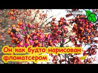 НЕЗЕМНАЯ КРАСОТА НА ВСЮ ЗИМУ! Это растение украсит любой сад. Бесподобный и растет вообще без ухода.