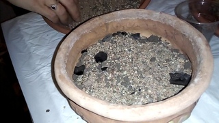 Кактусы Голландские! Начинаем новую жизнь!