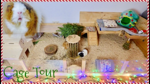 DIY Guinea Pig Cage Tour, Pigmas