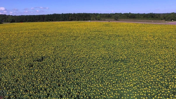 Babbettes Seeds of Hope Sunflowers 8 10 15 Part
