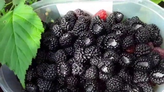 ЧЕРНАЯ МАЛИНА КУМБЕРЛЕНД