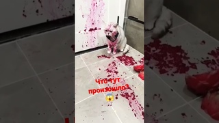 Котик получил стресс, сам того не ожидая #shorts