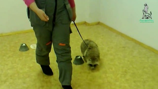 Ноузворк