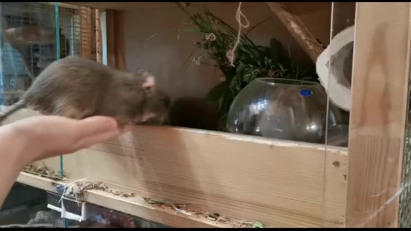 Из жизни дегу. Никому тебя не отдам.