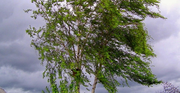 ветер стихает. ветер перемен стихи. когда стихнет ветер. стишки про ветерок. ветер уносит слабых и худых.