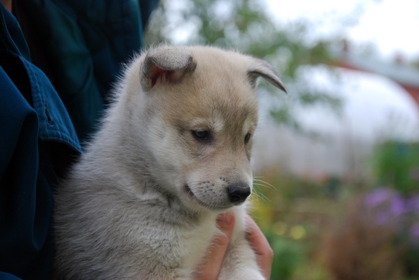Западно сибирская лайка. Собака лайка как кормить. Воспитание собак лайки. Лайка воспитание и дрессировка. Западно сибирская лайка.