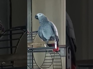 самозабвенно поёт! незнамо что... Прикольно!
