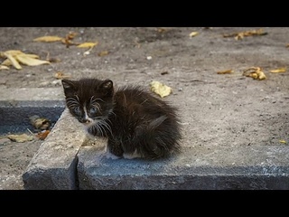 Всех котят разобрали, а его выбросили в мусорный контейнер