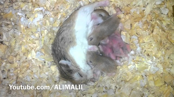 Hamster Roborowski любимы во всем