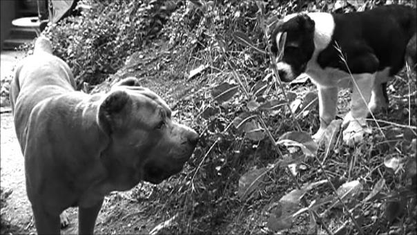 Alabai vs. Cane Corso:
