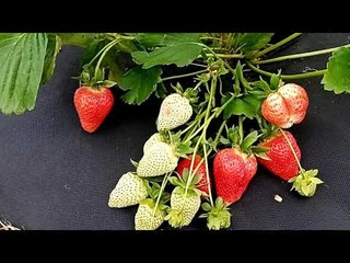 Сорт клубники НСД Капри