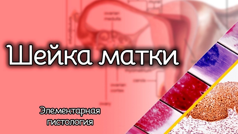 Шейка матки, Элементарная