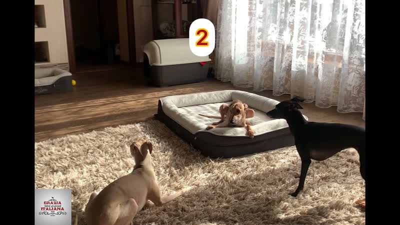 Левретки. , Italiangreyhound вертихвосты и вертихвостки Породные