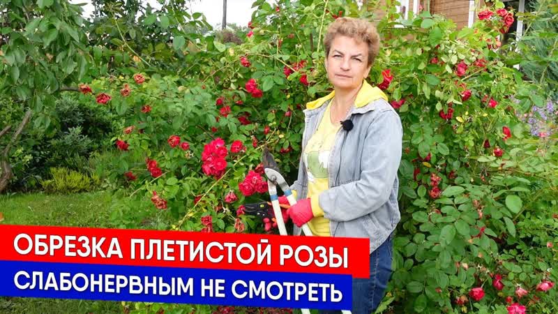 Обрезка плетистой розы слабонервным не