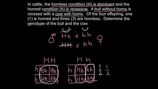 Dihybrid crossing - problem solution