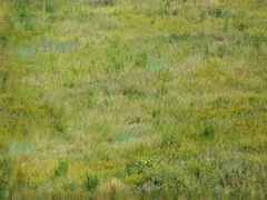 Trench-2a Texture
