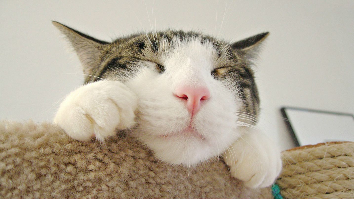 Иван Французов | Ялта