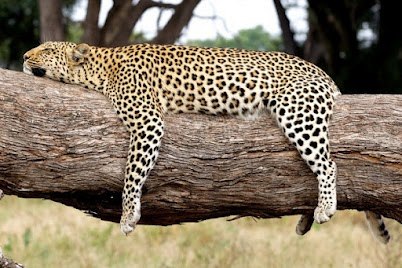 Юрий Тремасов | Саранск