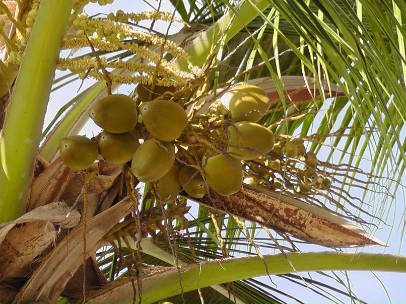 Владимир Васильев | 