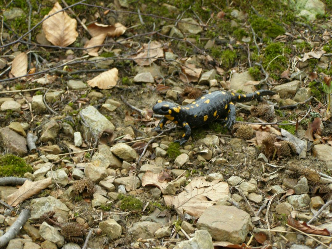 Юрий Колиснык Гагарин | Великоселецкое