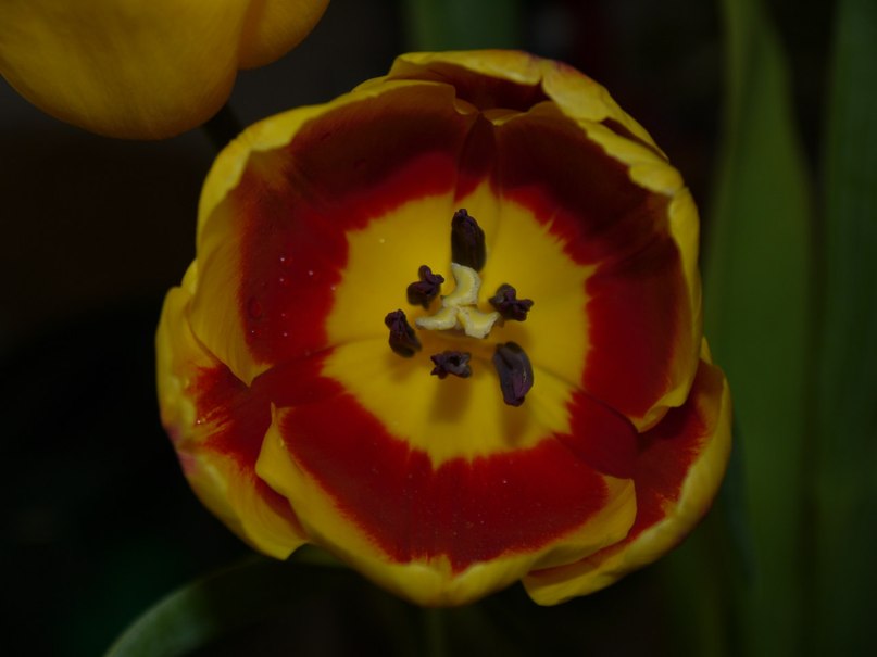 Евгений Евдокимов | Тюмень