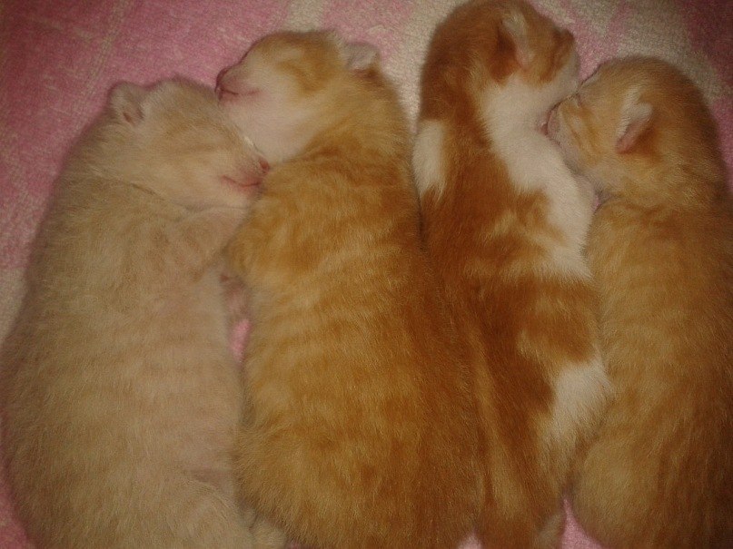 Юлия Богдан | Орёл