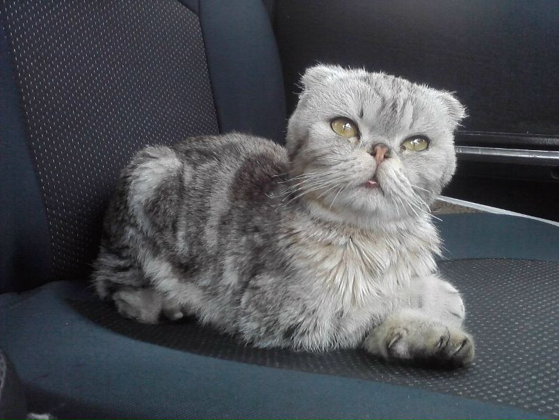 №52, Андрей Гнатенко, 38 лет, Купянск №52, Андрей Гнатенко, 38 лет, Купянск