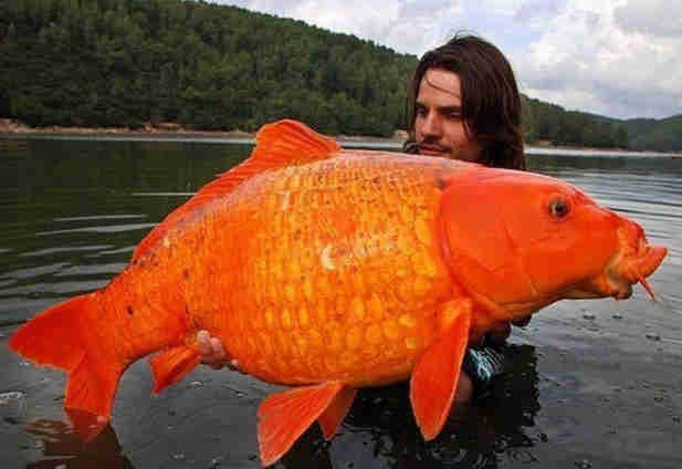 Макс Макеев Максимович | Новочеркасск