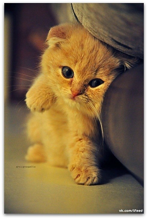 Нитка Синюк | Киев