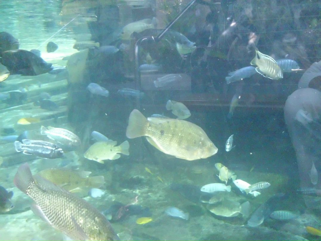 Alexandr Oseev | Magdeburg