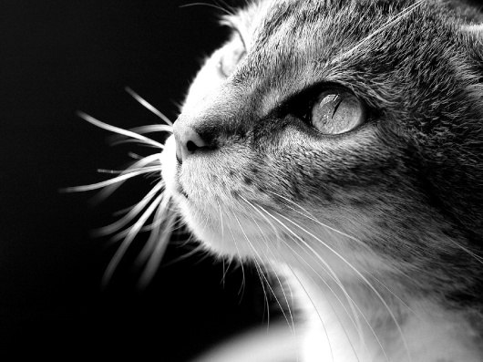 Ольга Антонова | Чебоксары