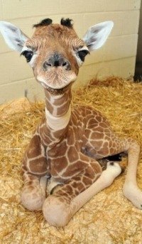 №74, Ліда Піскляк, Чортков №74, Ліда Піскляк, Чортков