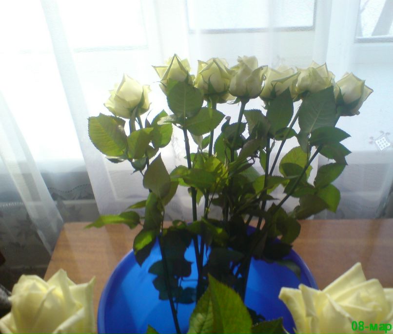 Лешка Кулигин | Ставрополь