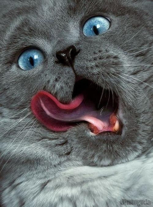 Sveta Lukavenko | Киев