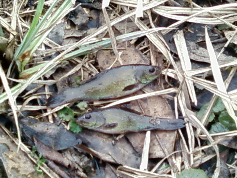 Андрей Шуляк | Киев