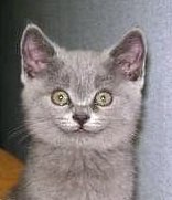 Лена Каплина | Нижний Новгород