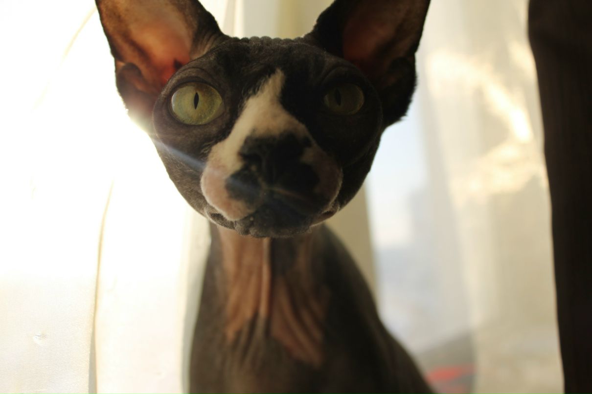 Кристина Мкртчян | 