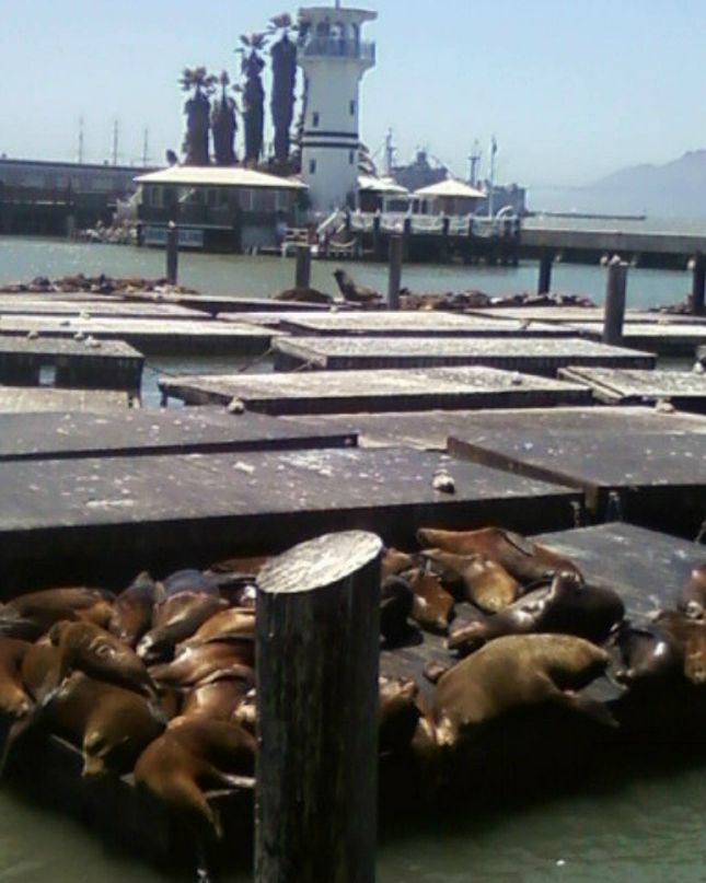 Петр Аникевич | Denver