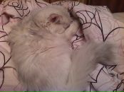 №41 Анна Короткова 24.12: профиль, фото, статус - ВКонтакте