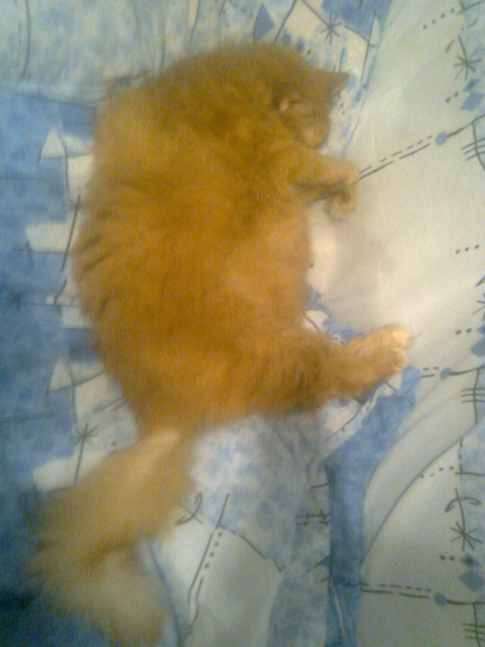 Александра Лядова | Санкт-Петербург