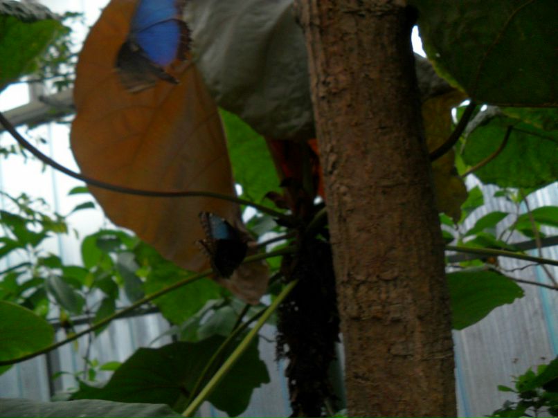 Лиза Билецкая | Hoorn