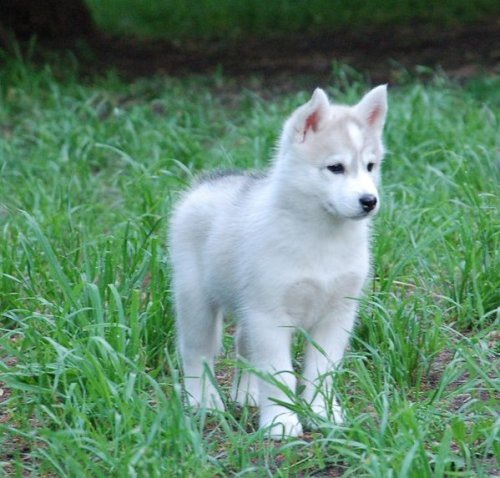 №62, Алина Юрицына, Кривой Рог №62, Алина Юрицына, Кривой Рог