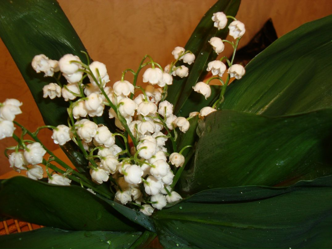 Елена Блащук | Санкт-Петербург