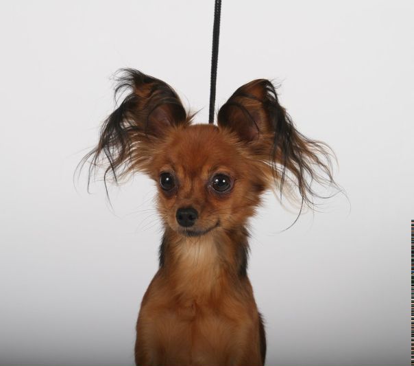 №17, Ирина Самсонова, Вологда №17, Ирина Самсонова, Вологда