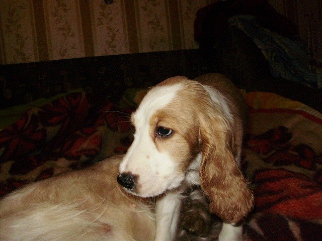 Наталья Петрович | Симферополь