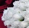 №22, Даша Лис, Белозерское №22, Даша Лис, Белозерское